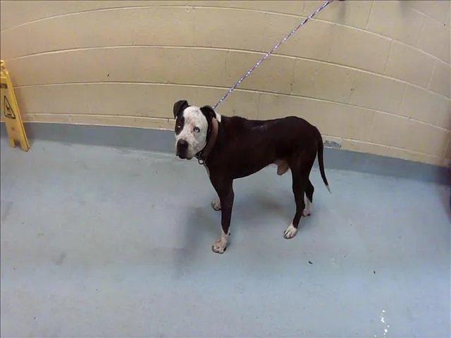 A senior medium-sized male Pit Bull Terrier dog named Jango for adoption in Tulsa, OK