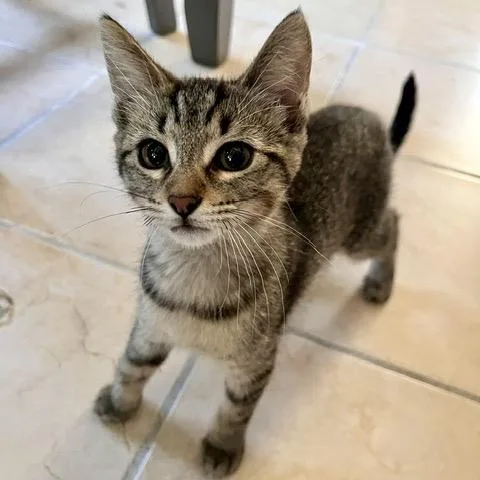 A baby small-sized female Brown / Chocolate Domestic Short Hair cat named Lifeguard Lainey for adoption in Eaton Rapids, MI
