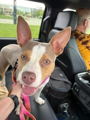 A young medium-sized female Mixed Breed dog named Fiorella for adoption in Detroit, MI
