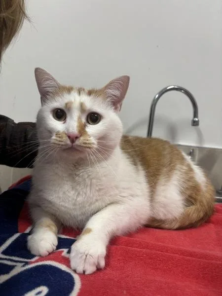 An adult medium-sized male Domestic Short Hair cat named Jack for adoption in Stratham, NH