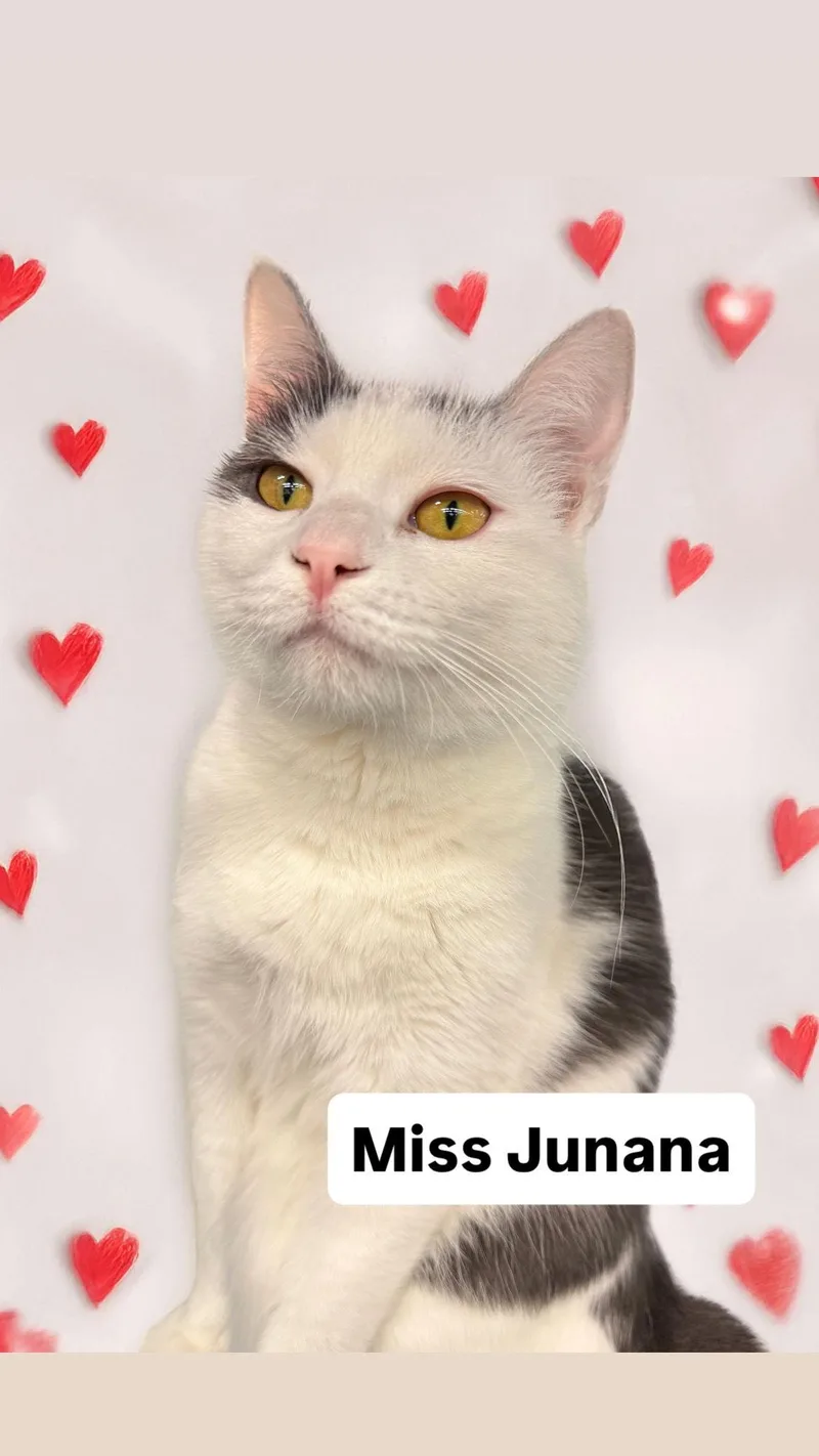 Miss Junana At Martinez