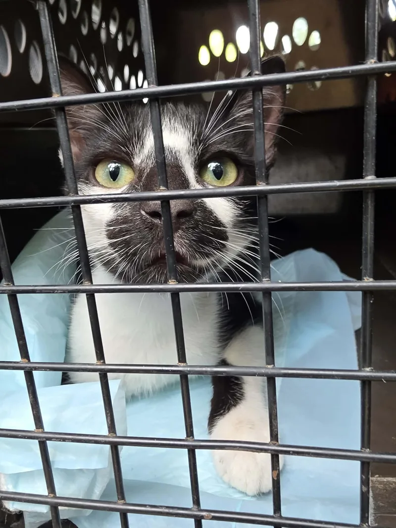 A baby medium-sized male Black Domestic Short Hair cat named Rocco for adoption in Spring, TX