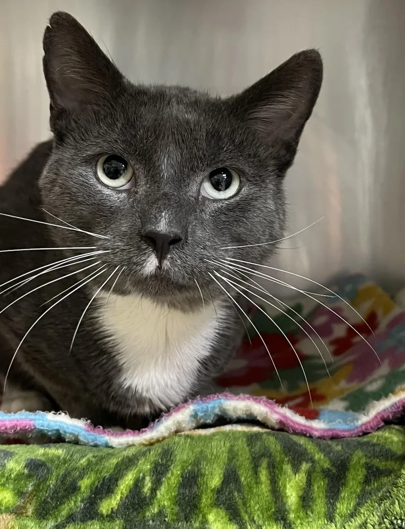 A young medium-sized male Domestic Short Hair cat named Mr. Grey for adoption in Johnston, RI