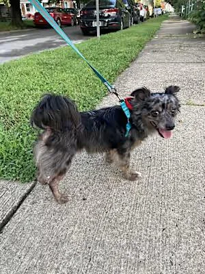 An adult small-sized male Pomeranian dog named Jarvis for adoption in Claymont, DE