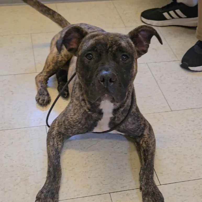 A young medium-sized female Brindle Pit Bull Terrier dog named Zelda for adoption in Trenton, NJ