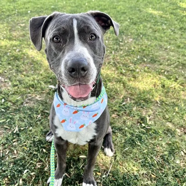 A young large-sized male Pit Bull Terrier dog named Napa for adoption in Mesa, AZ
