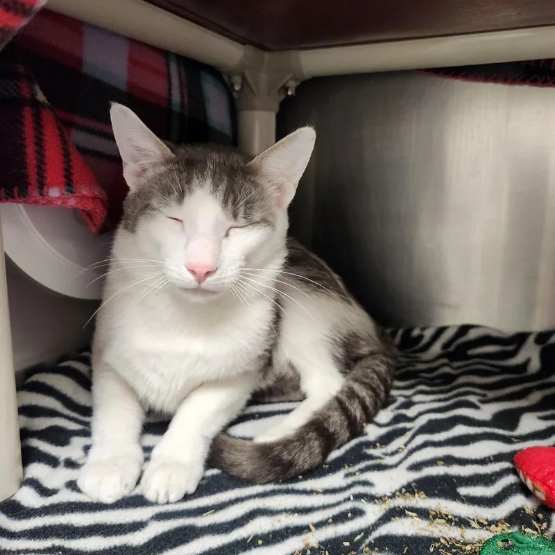 A young medium-sized male White Domestic Short Hair cat named Old Fashion for adoption in Brockton, MA