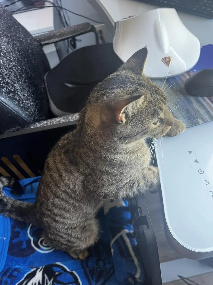 Pop Tart thumbnail 4