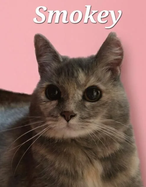 A senior small-sized female Domestic Short Hair cat named Smokey Squirrely for adoption in Rutherfordton, NC