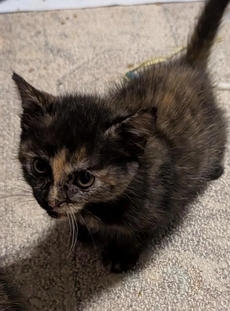 A baby medium-sized female Domestic Short Hair cat named Huckleberry  Pie for adoption in Wintersville, OH