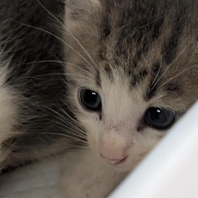 A baby small-sized male Gray / Blue / Silver Domestic Short Hair cat named Lemon Pepper for adoption in Morganton, NC