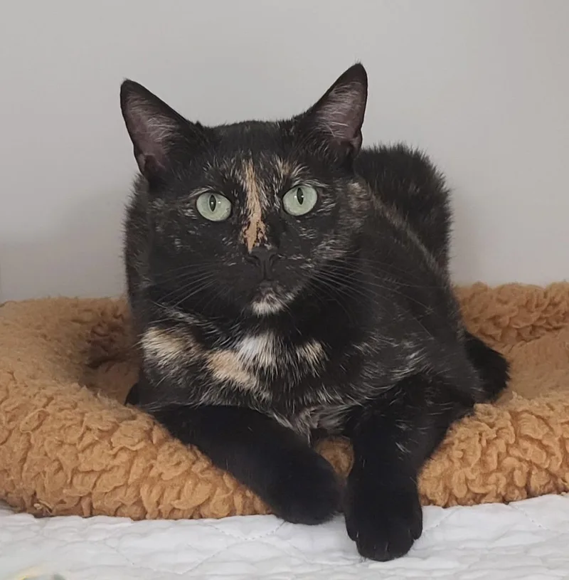 A young medium-sized female Domestic Short Hair cat named Torbatty for adoption in Satellite Beach, FL