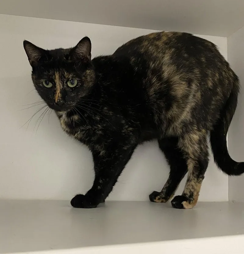 Torbatty thumbnail 2