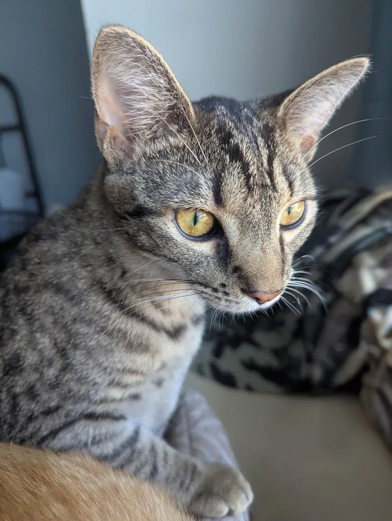 Freckles thumbnail 2