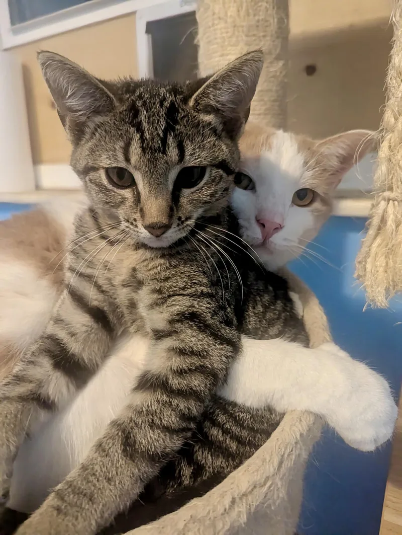 Freckles thumbnail 4