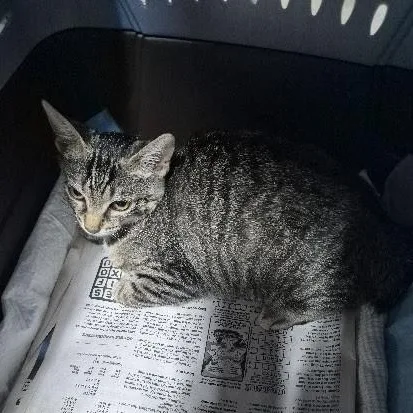 A baby medium-sized female Tabby (Gray / Blue / Silver) Domestic Short Hair cat named Pajamas for adoption in Keansburg, NJ