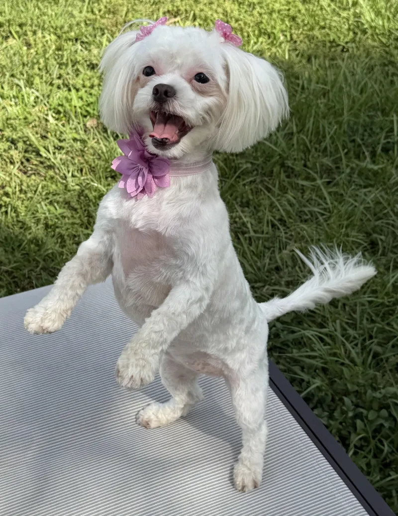 Zsa Zsa