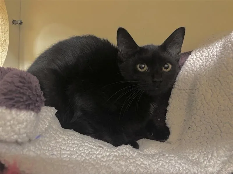 A baby medium-sized female Black Domestic Short Hair cat named Olive for adoption in Prince Frederick, MD