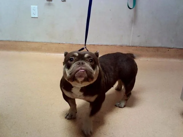 An adult medium-sized female French Bulldog dog named La Chona for adoption in Martinez, CA