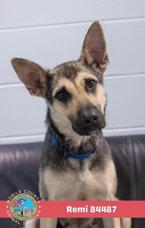 An adult medium-sized female Tricolor (Brown, Black, & White) German Shepherd Dog dog named Remi for adoption in Mobile, AL
