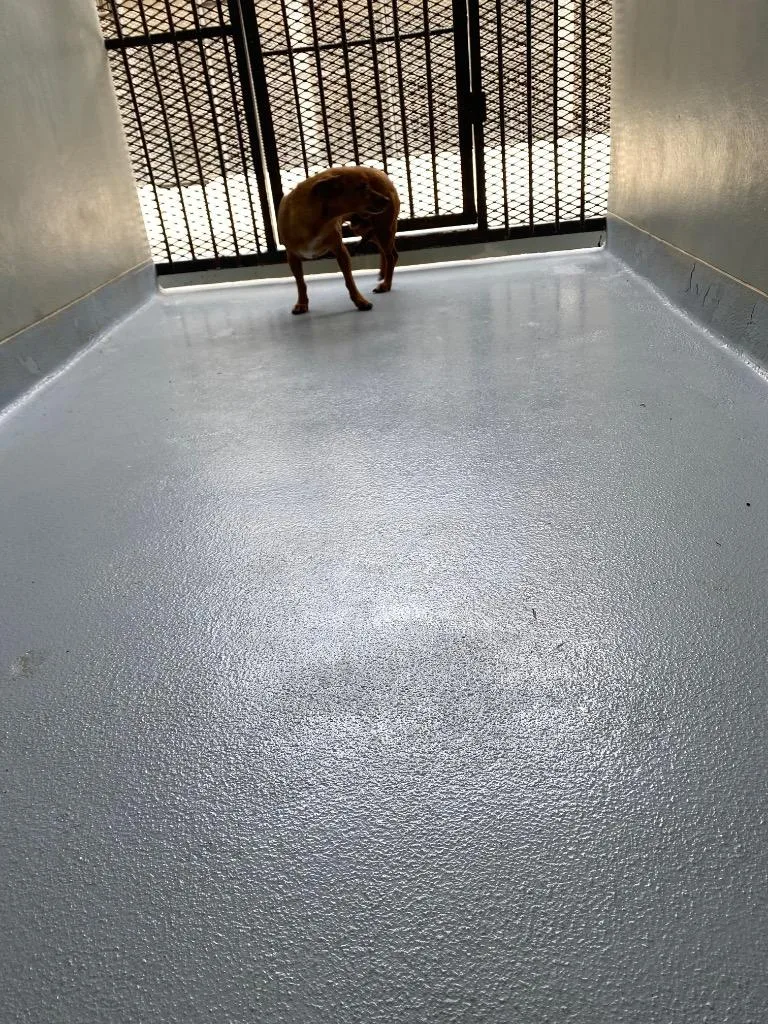 An adult small-sized male Mixed Breed dog named Stretch for adoption in Cartersville , GA