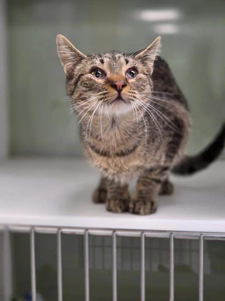 A young small-sized female Domestic Short Hair cat named Pickle for adoption in Carthage, MO