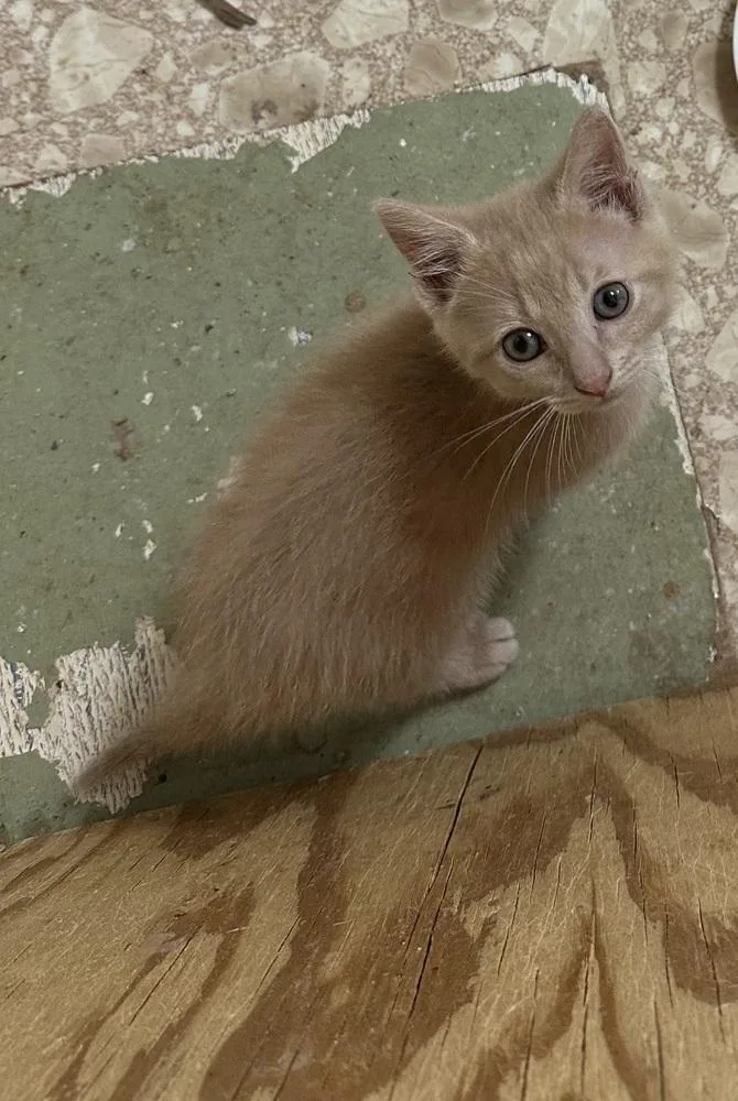A baby medium-sized male Domestic Short Hair cat named Peanut Butter for adoption in Bolivar, MO