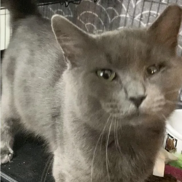 A young medium-sized male Russian Blue cat named Nikolai for adoption in Charlotte, NC