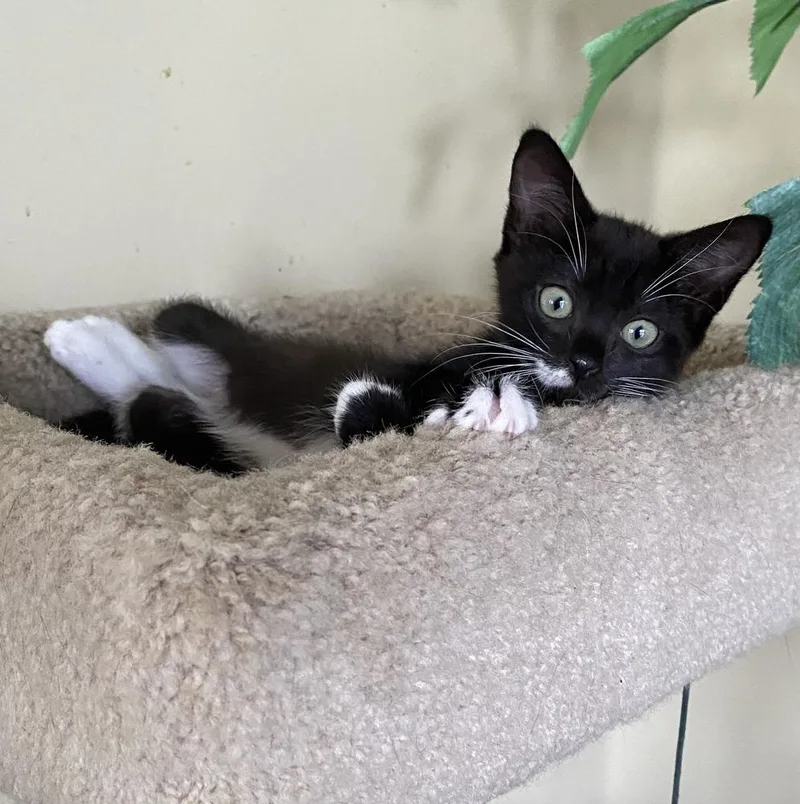 A baby small-sized female Black & White / Tuxedo Domestic Short Hair cat named Capri for adoption in Hudson, NH