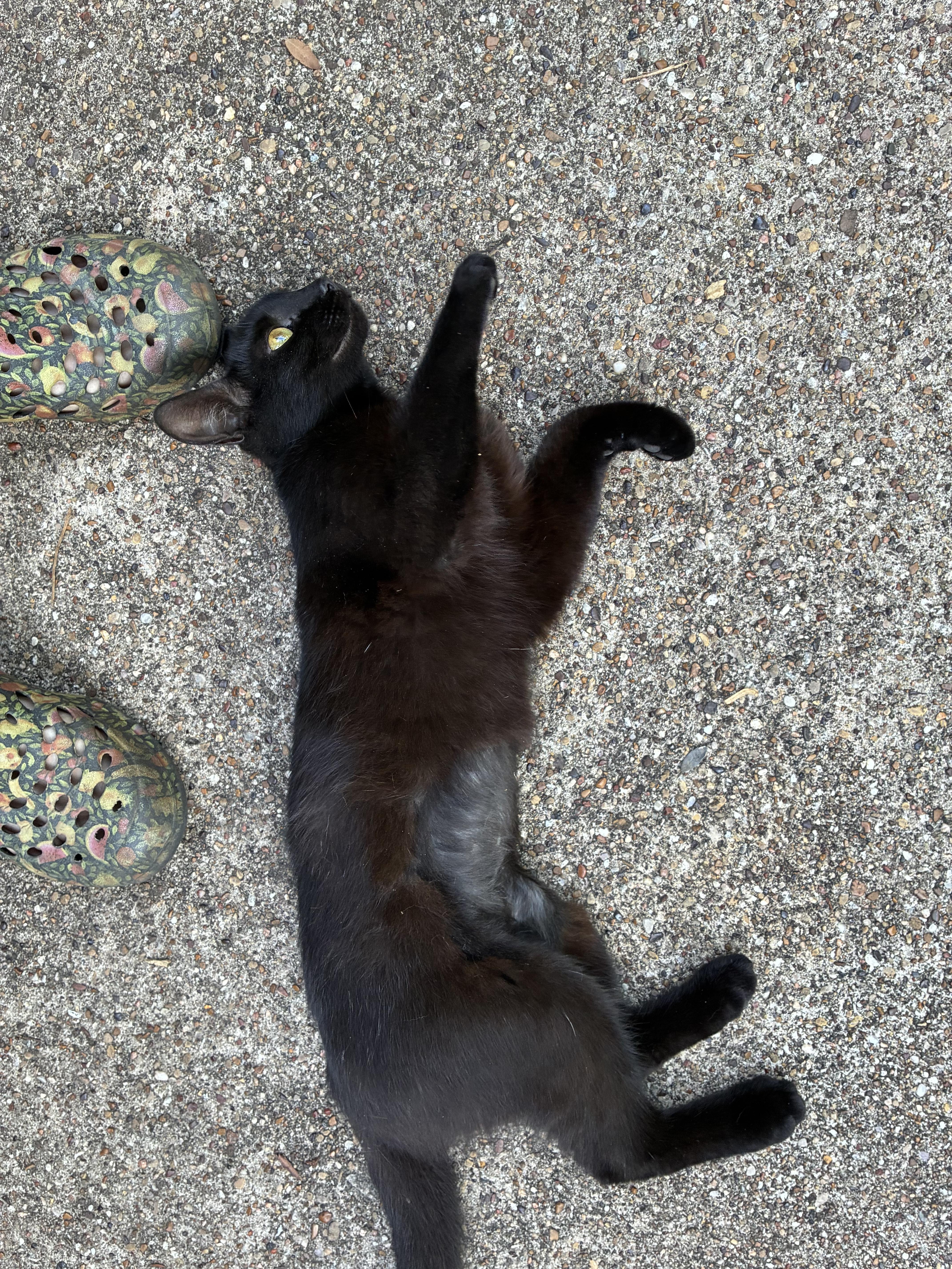 A young small-sized male Black Bombay cat named Sally for adoption in Parker, TX