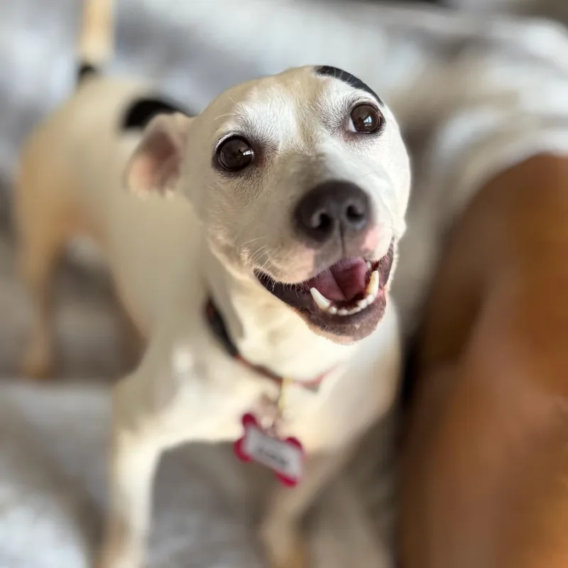 An adult small-sized female White / Cream Terrier dog named Alena for adoption in Wake Forest, NC