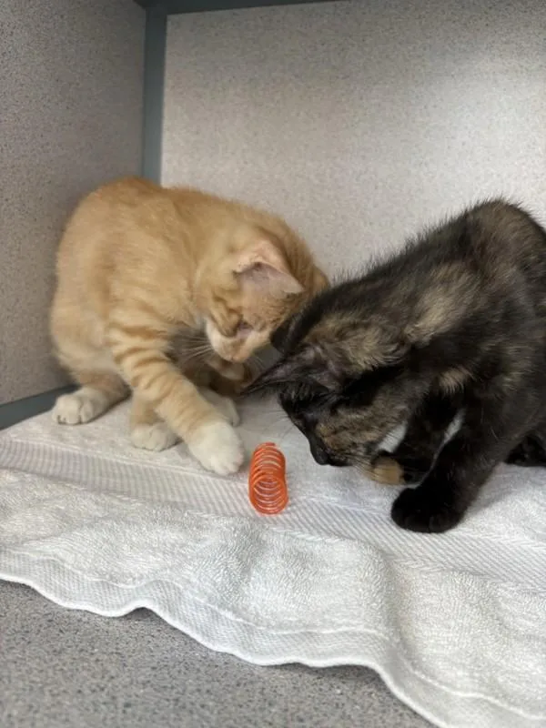 A baby small-sized female Domestic Short Hair cat named Penny for adoption in Skillman, NJ