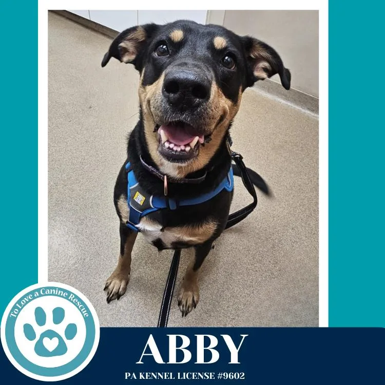 Abby thumbnail 2