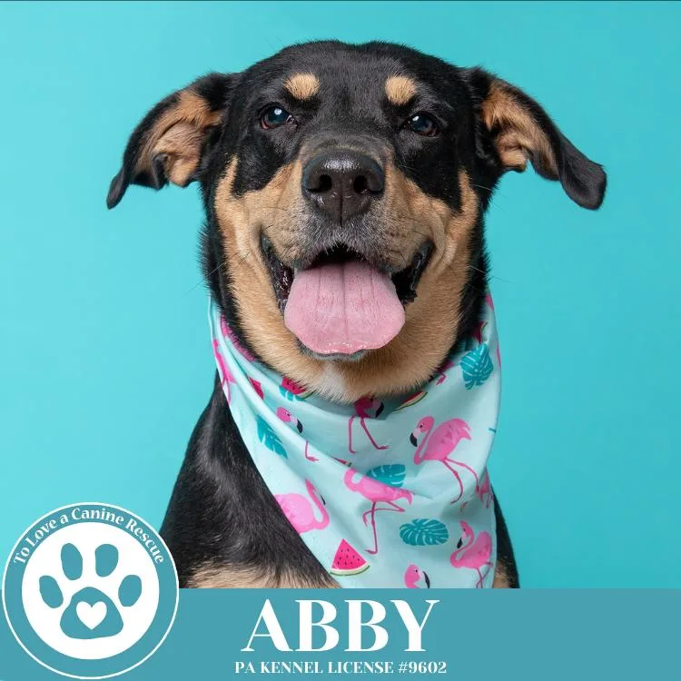 Abby thumbnail 3