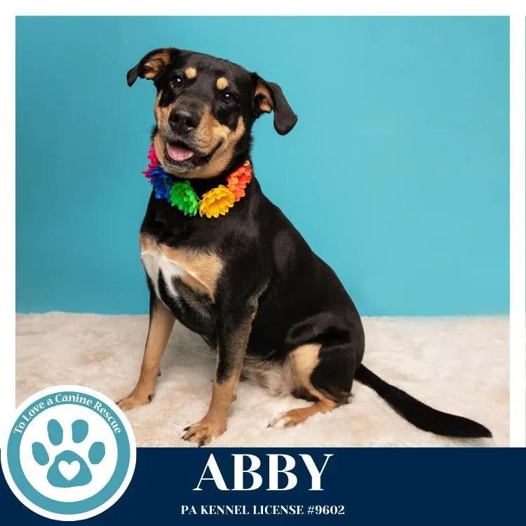 Abby thumbnail 4
