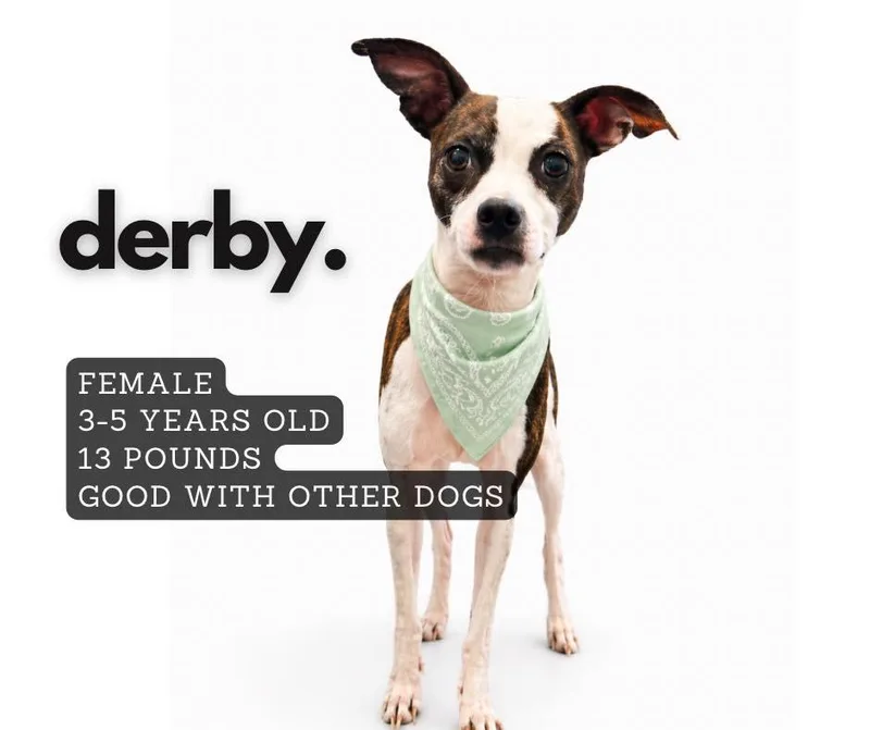 An adult large-sized female Mixed Breed dog named Derby for adoption in Ashland, KY