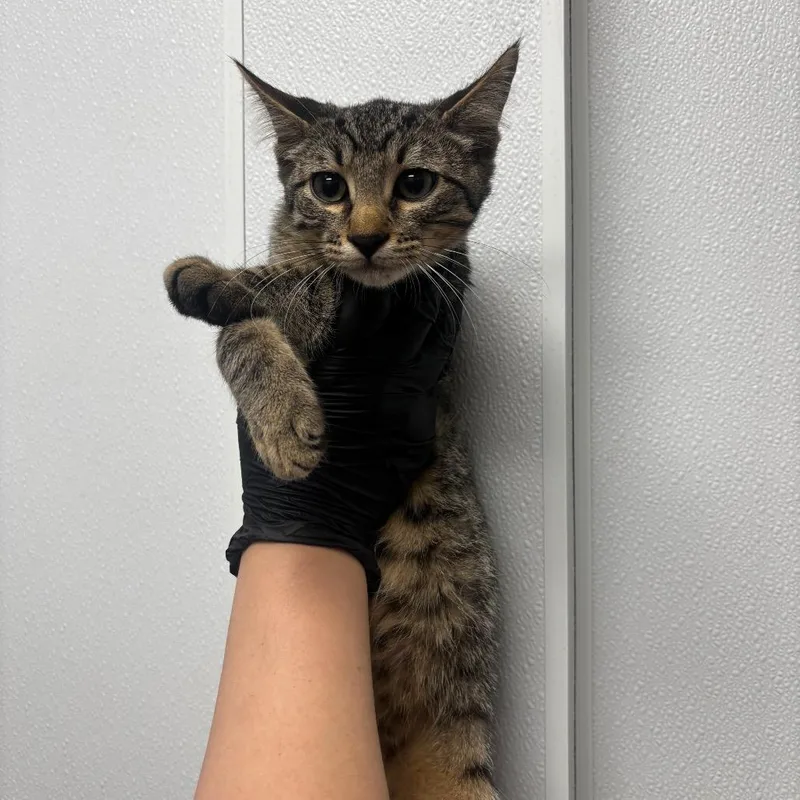 A baby small-sized female Brown / Chocolate Domestic Short Hair cat named Lil Sweet Pea for adoption in Abilene, TX