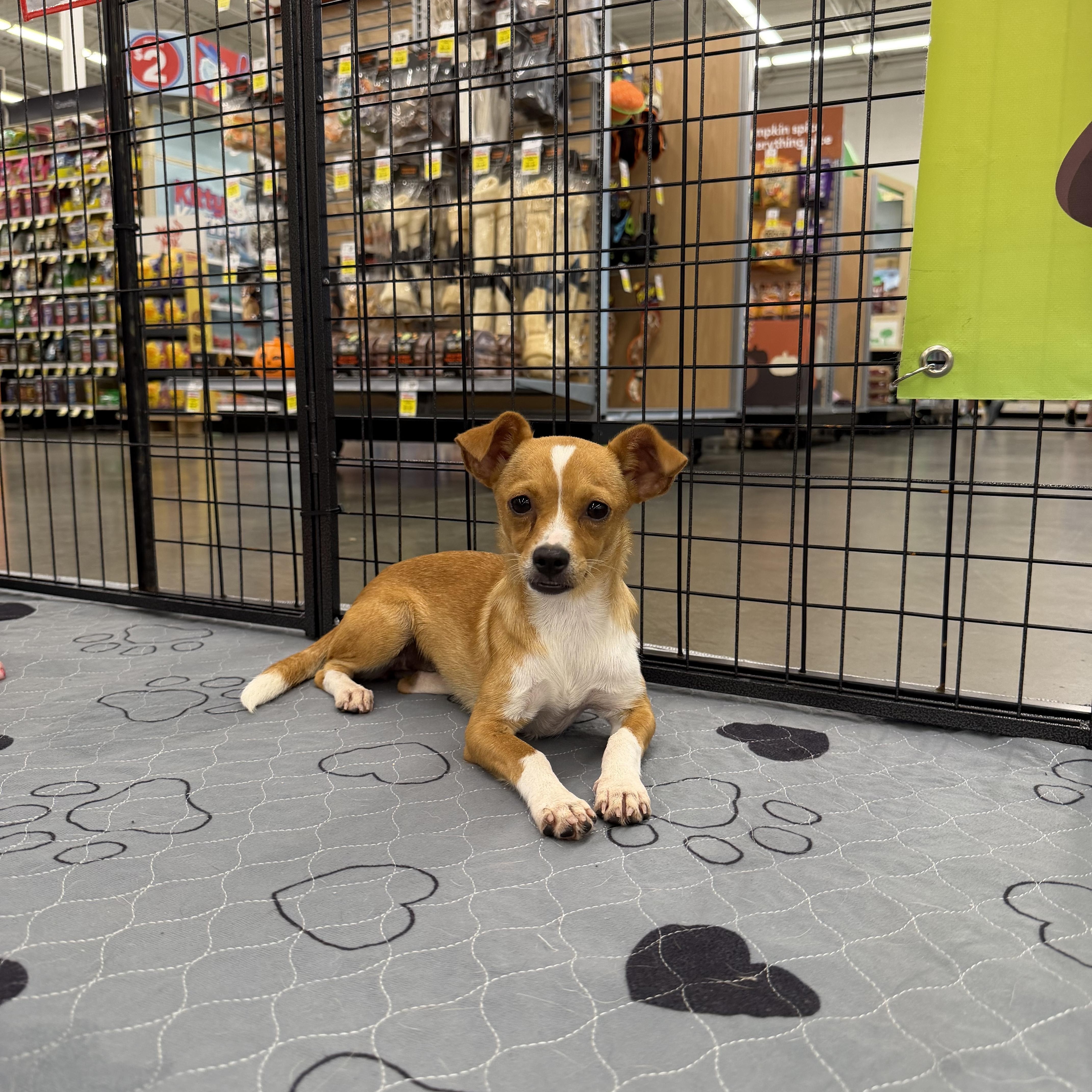 A baby small-sized female Chiweenie dog named Cheerio for adoption in Kings Mountain, NC