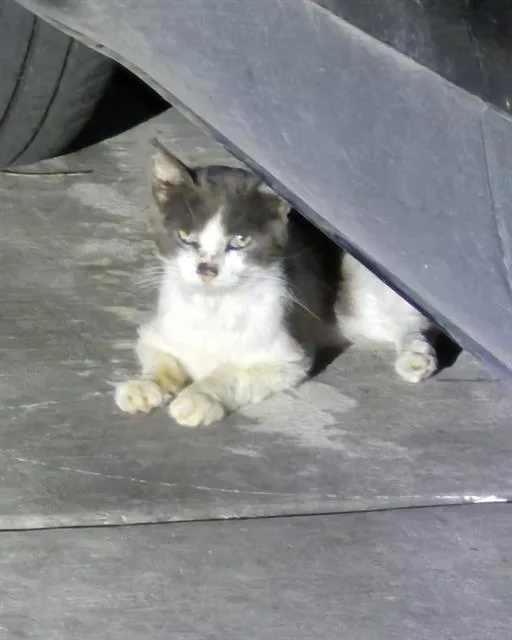 A young small-sized male Domestic Short Hair cat named Slick for adoption in San Antonio, TX