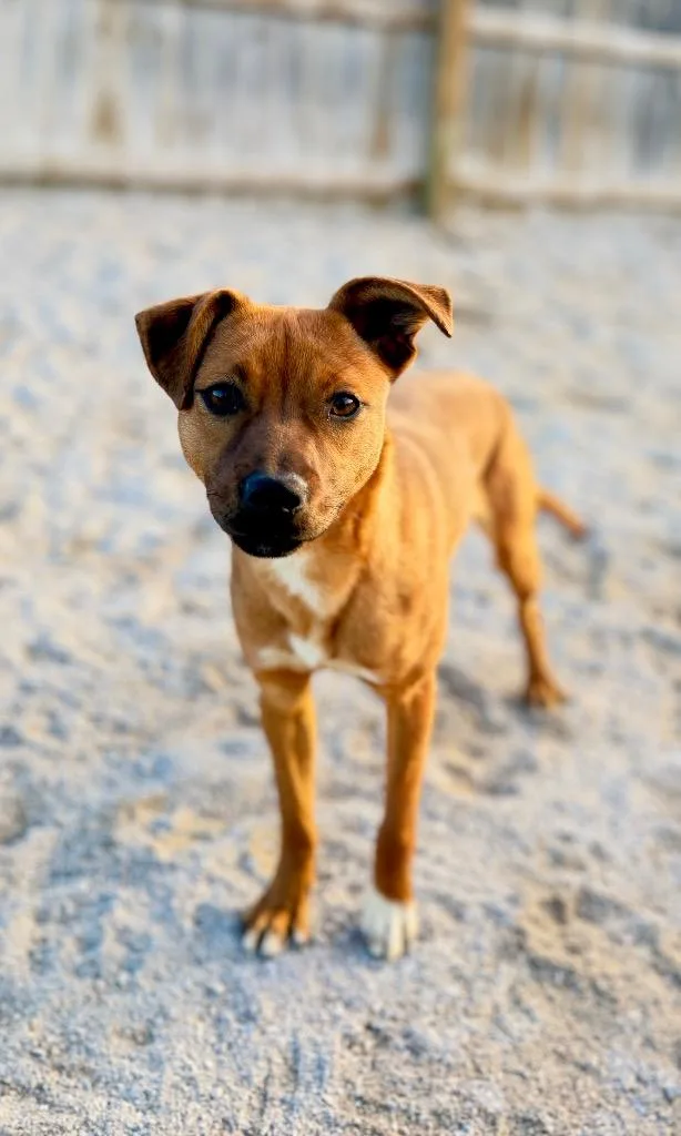 A baby small-sized female Mixed Breed dog named Liv for adoption in Muskegon, MI