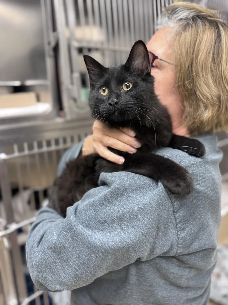 An adult medium-sized male Domestic Medium Hair cat named Remmy for adoption in Brick, NJ