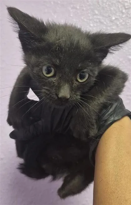 A baby small-sized female Black Domestic Short Hair cat named 61805564 for adoption in El Paso, TX