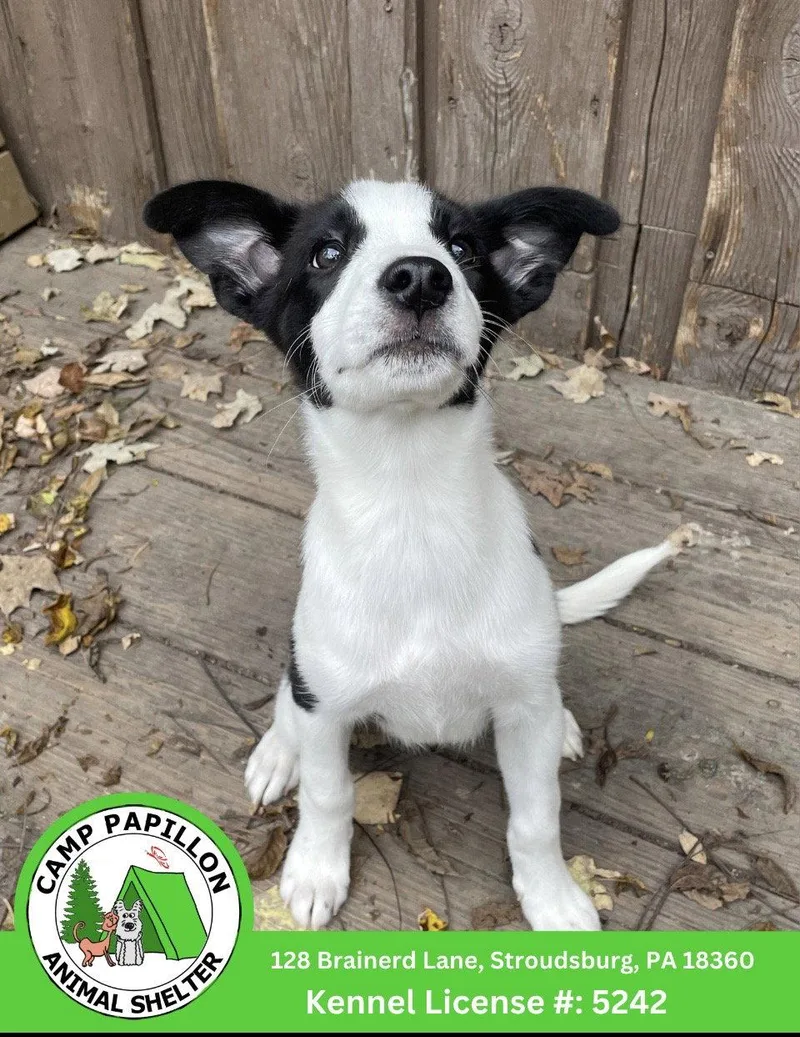 A baby medium-sized female Mixed Breed dog named Poptart for adoption in Stroudsburg, PA