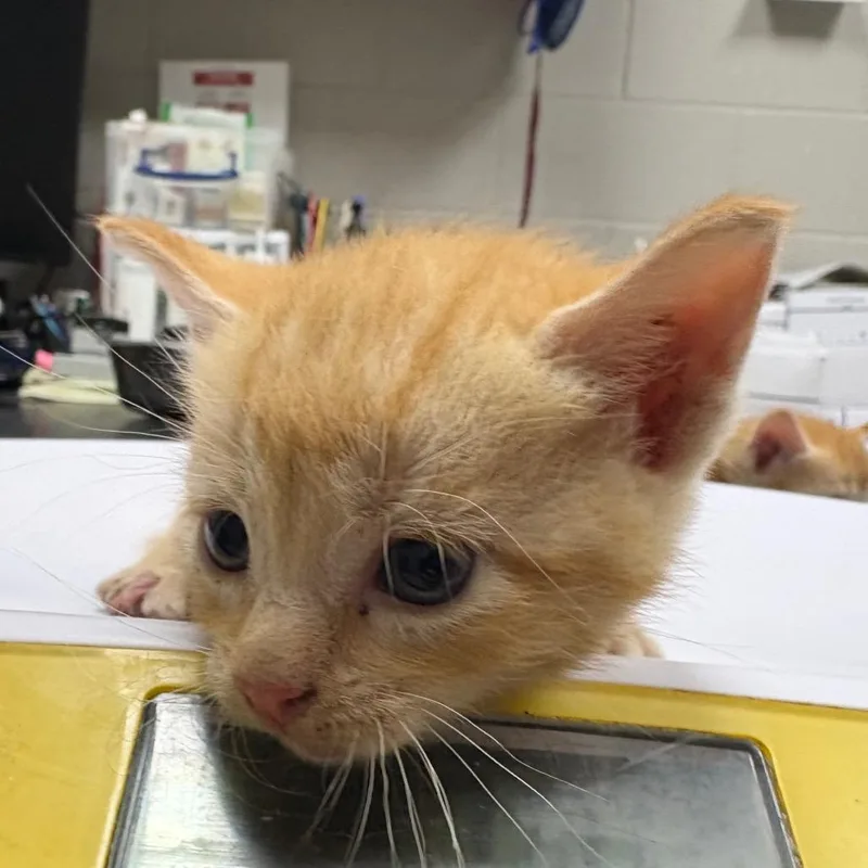 A baby small-sized female Orange / Red Domestic Short Hair cat named Desi for adoption in Lufkin, TX