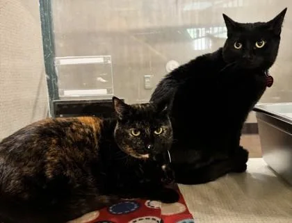 Daisy BONDED TO DONNA