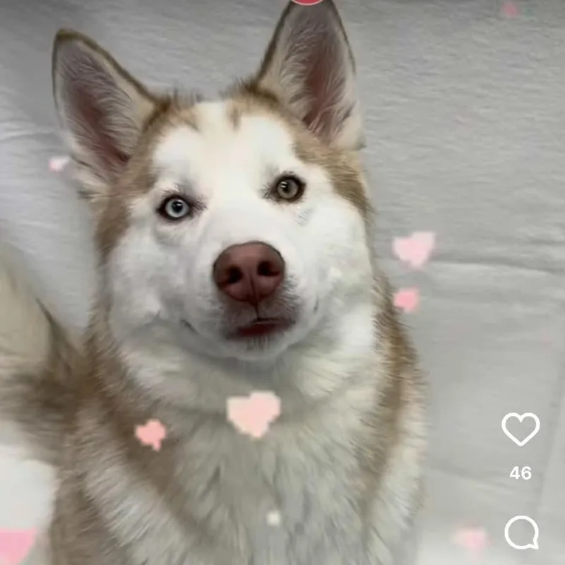 A young medium-sized male Brown / Chocolate Husky dog named Arlo for adoption in Hampton Bays, NY