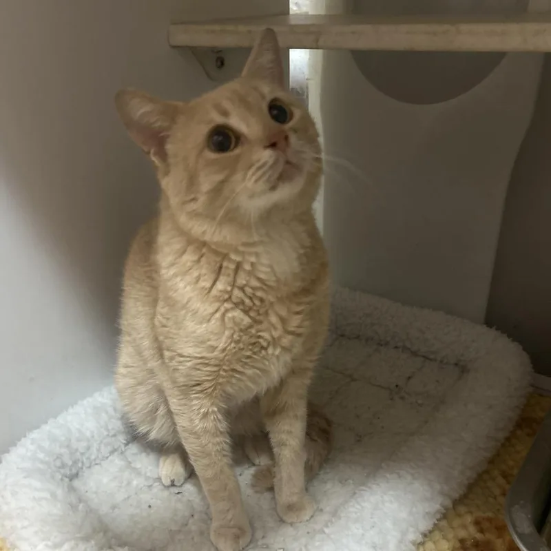 An adult medium-sized male Buff / Tan / Fawn Domestic Short Hair cat named Cheddar Bay Biscuit for adoption in Decatur, GA