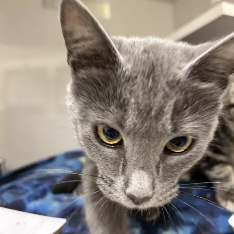 A baby medium-sized female Gray / Blue / Silver Domestic Short Hair cat named Nutmeg for adoption in Redwood City, CA