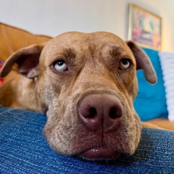 A young large-sized female Brindle Pit Bull Terrier dog named Dolly Lolly The Lovable for adoption in Friendswood, TX