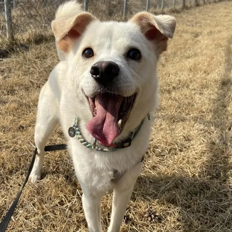 A young medium-sized male White / Cream Jindo dog named Quincy for adoption in Feasterville, PA